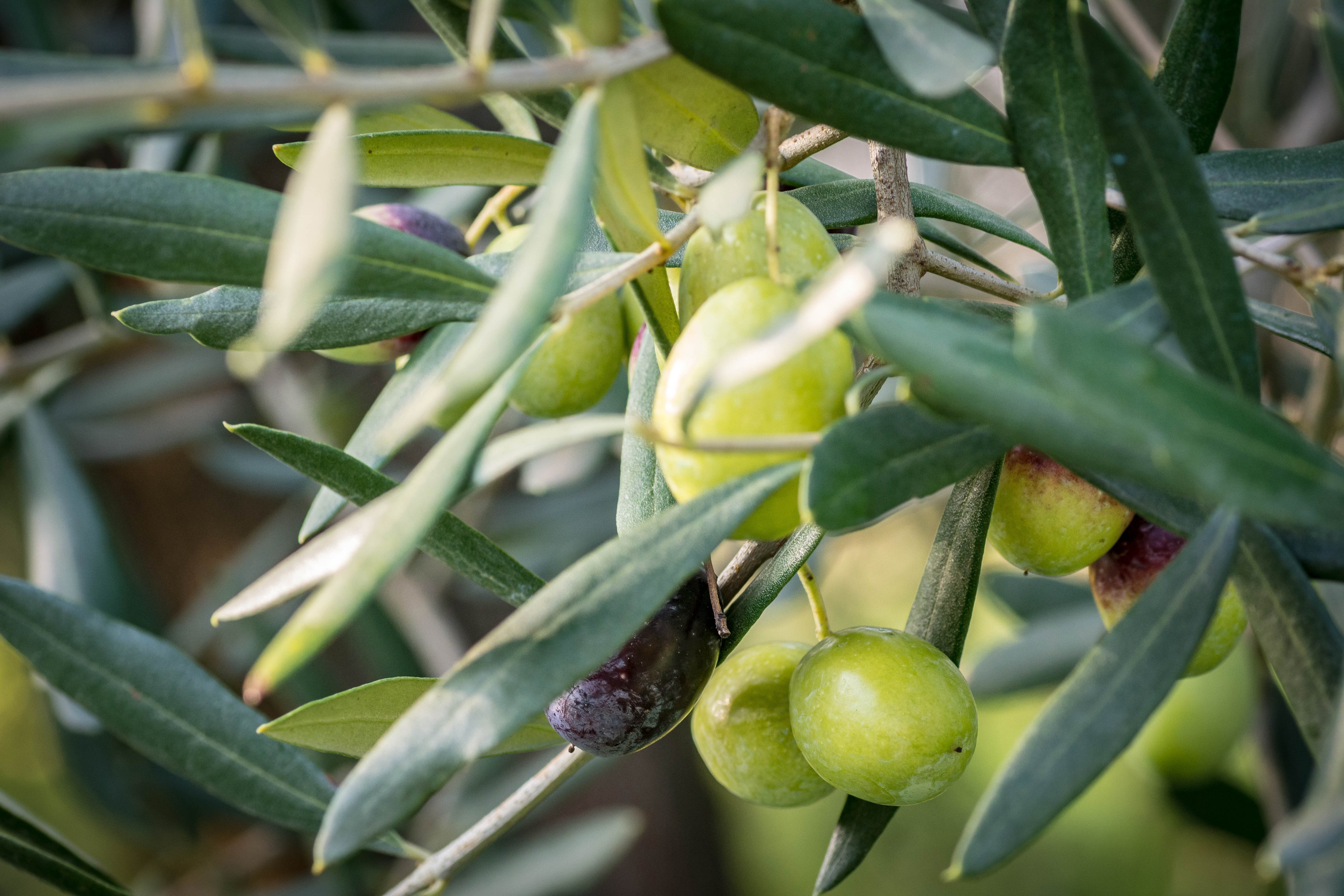 Siamo olivicoltori pugliesi, artigiani d'olio e ciò che facciamo è coltivare frutti di qualità superiore