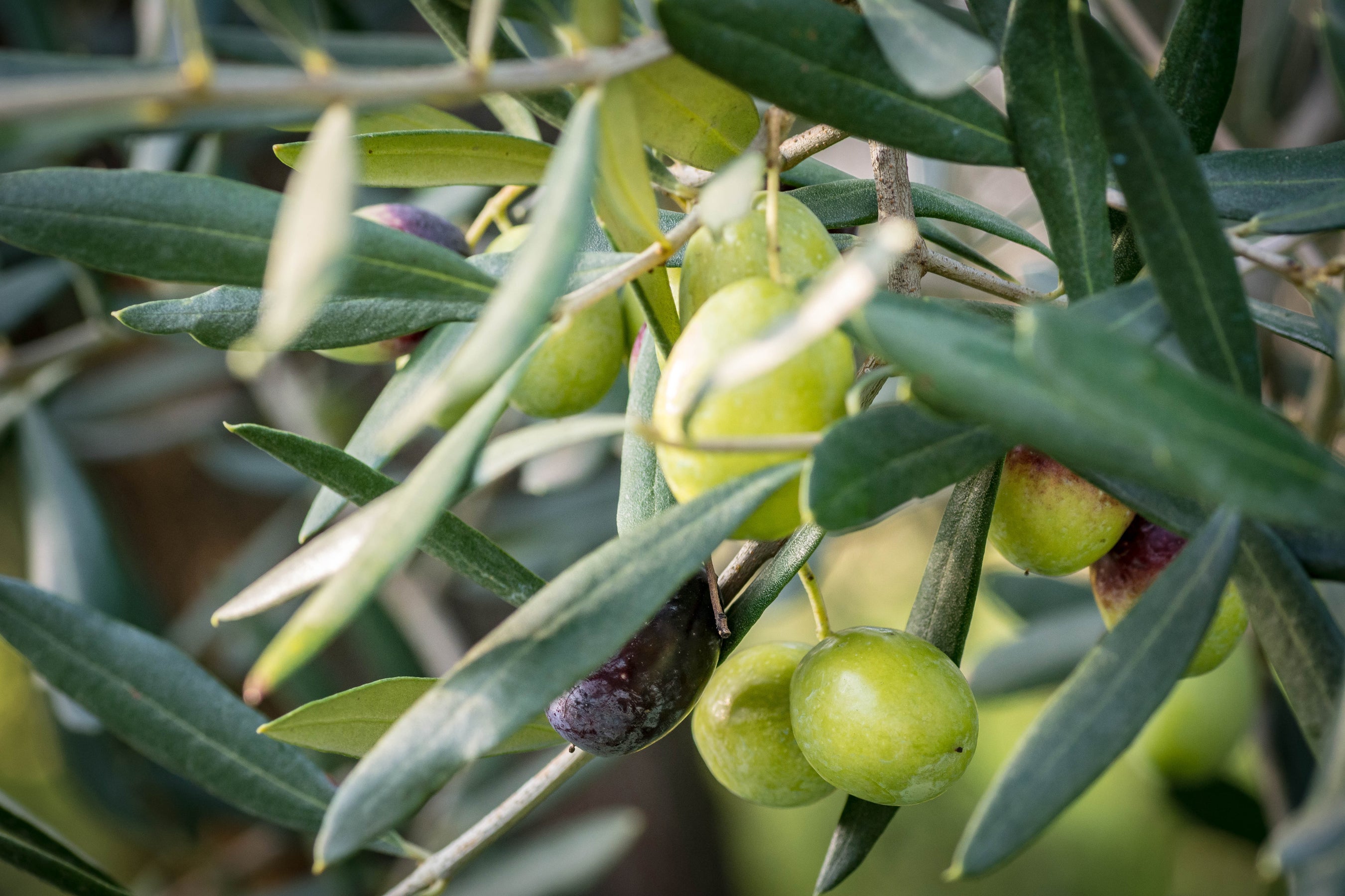 Agricola Petroni • Extra Virgin Olive Oil